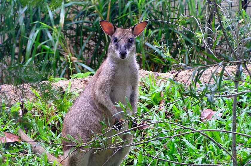 Small kangaroo, possibly a wallaby, staring right at my camera. From the Singapore zoo.