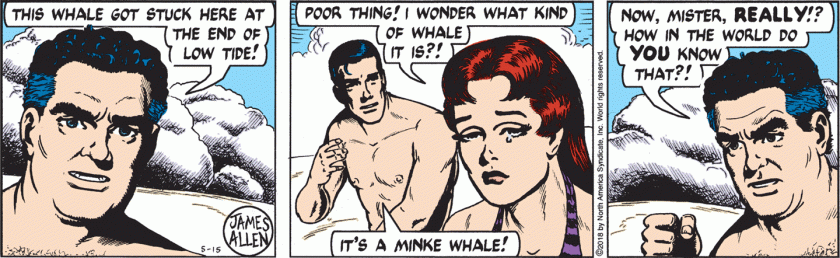 Man on Beach: 'This whale got stuck here at the end of low tide!' Woman: 'Poor thing! I wonder what kind of whale it is?!' Mark Trail: 'It's a Minke Whale!' Man: 'Now, Mister, REALLY? How in the world do YOU know that?!'
